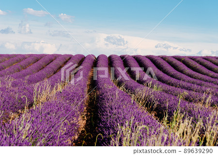 Purple Lavender Fields. Summer sunset landscape in Brihuega Purple Lavender Fields. Summer sunset landscape in Brihuega 89639290