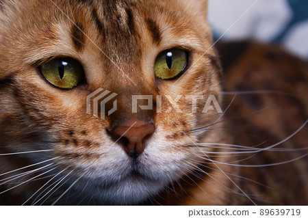 Close up portrait of beautiful bengal cat. Close up portrait of beautiful bengal cat. 89639719