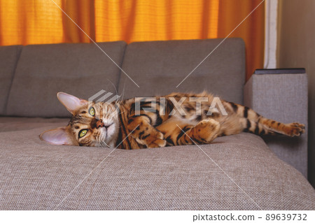 Bengal cat lying on sofa and smiling. Bengal cat lying on sofa and smiling. 89639732