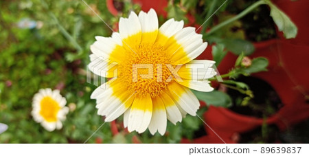 Flowers of the screecul Flowers of the screecul 89639837