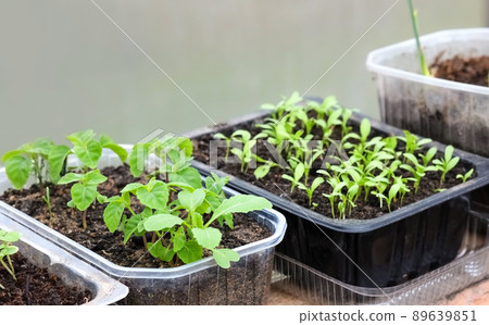 Spring seedlings of flowers in a box for planting on a flower bed Spring seedlings of flowers in a box for planting on a flower bed 89639851