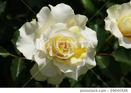 玫瑰玫瑰 89640486