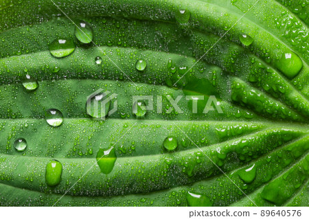 Rain drops on green leaf, macro photo. Water drops of dew on leaf. Natural background. 89640576