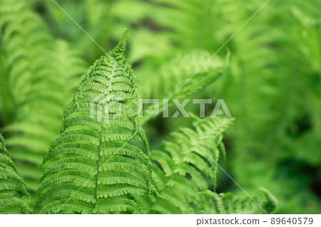 Ferns leaves closeup outdoors. Green fern natural background in sunlight. Ferns leaves closeup outdoors. Green fern natural background in sunlight. 89640579