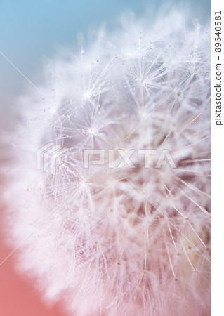Dew water drops on dandelion seed, macrophotography. Fluffy dandelion seed with beautiful raindrops. 89640581