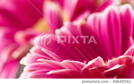 Pink gerbera flower close up. Macro photography of gerbera flower head. 89640582
