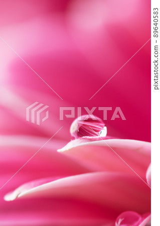 Pink flower petals  with water drop close up. Macro photography of gerbera flower petals with dew. 89640583