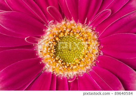 Pink gerbera flower close up. Macro photography of gerbera flower head. 89640584