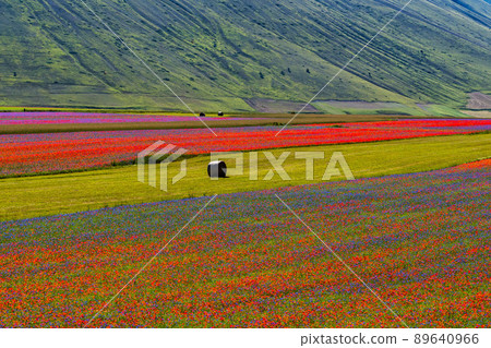Lentil flowering with poppies and cornflowers in Castelluccio di Norcia, Italy Lentil flowering with poppies and cornflowers in Castelluccio di Norcia, Italy 89640966