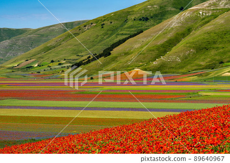 Lentil flowering with poppies and cornflowers in Castelluccio di Norcia, Italy Lentil flowering with poppies and cornflowers in Castelluccio di Norcia, Italy 89640967