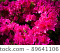 Azalea flowers with a cool atmosphere 89641106