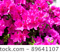 Azaleas in full bloom 89641107