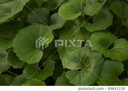 Leopard plant leaves Leopard plant leaves 89641139