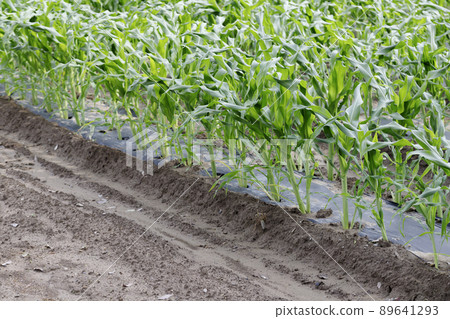 Corn field mulch cultivation 89641293