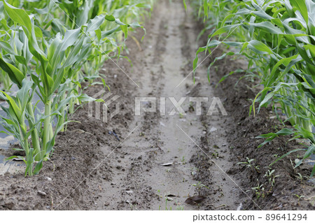 Ridge width of corn field 89641294