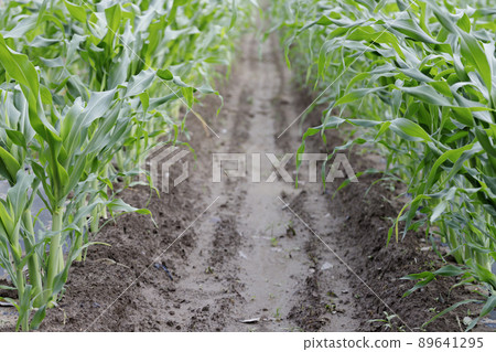 4 or 5 true leaves in corn field mulch cultivation 4 or 5 true leaves in corn field mulch cultivation 89641295