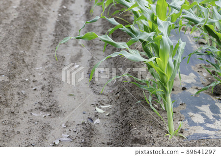 Corn field and drainage Corn field and drainage 89641297