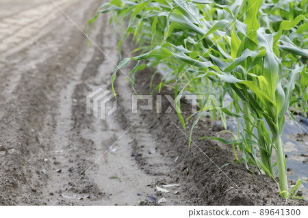 玉米地覆蓋栽培和壟 玉米地覆蓋栽培和壟 89641300