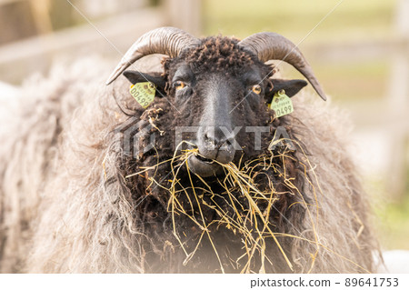 Image of sheep on the coutry side farm during sunset 89641753