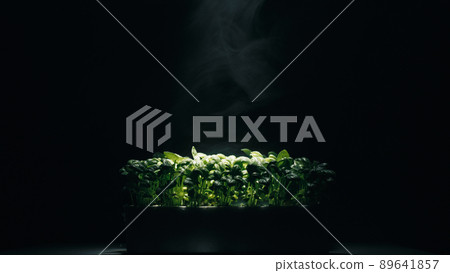 Laboratory cultivation of aromatic green plants and black background Laboratory cultivation of aromatic green plants and black background 89641857