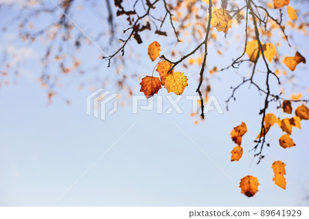autumn scene with yellow leaves, blurred brown branches and blue sky autumn scene with yellow leaves, blurred brown branches and blue sky 89641929