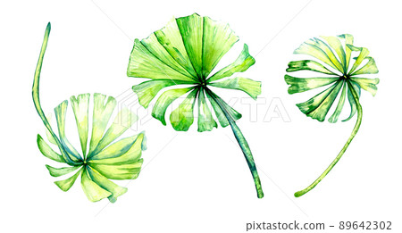 Three bright tropical leaves watercolor illustration on white Three bright tropical leaves watercolor illustration on white 89642302
