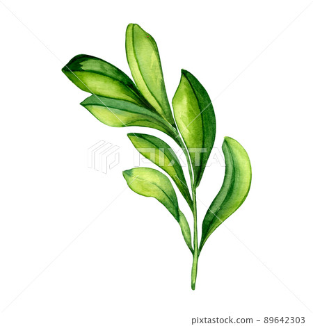 Branch with green leaves, summer watercolor illustration 89642303