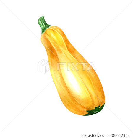 Yellow zucchini watercolor illustration on white background Yellow zucchini watercolor illustration on white background 89642304