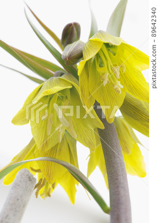 皇冠皇家花 89642340