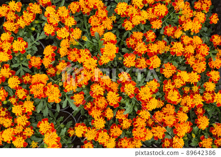 texture of many orange flowers of marigolds or tagetes in swirling greenery texture of many orange flowers of marigolds or tagetes in swirling greenery 89642386