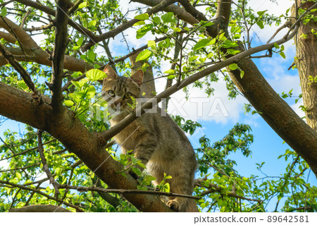 A young Cat standing on a tree between branches 89642581