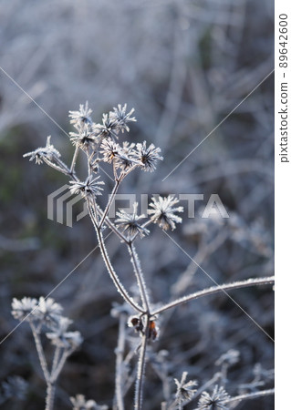 Frost on the grass Frost on the grass 89642600