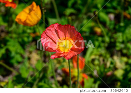 Poppy 89642640