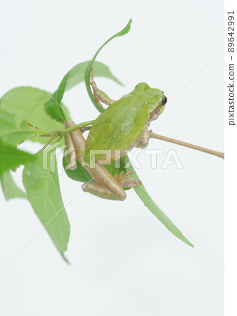 樹蛙攀爬 樹蛙攀爬 89642991