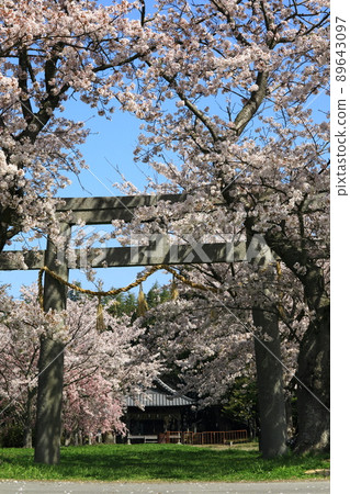 Torii and cherry blossoms Torii and cherry blossoms 89643097