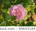 A small rose in the garden with a sign of spring 89643184
