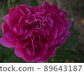 Heart-shaped peony blooming in the garden 89643187