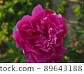 Blooming peony 89643188