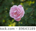 A mini rose that blooms quietly in the garden 89643189