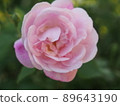 Presence of mini roses 89643190