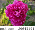 Gorgeous peony 89643191