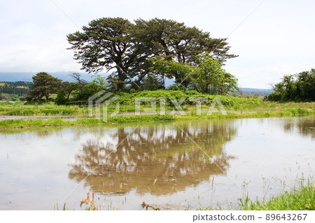 Kisakata, ninety-nine islands reflected in rice fields Kisakata, ninety-nine islands reflected in rice fields 89643267