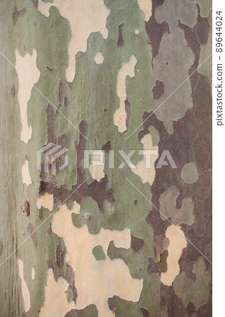 Platanus sycamore green camouflage bark background texture 89644024