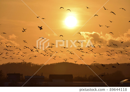 Miyajimanuma sunset and a flock of white-fronted geese 89644118
