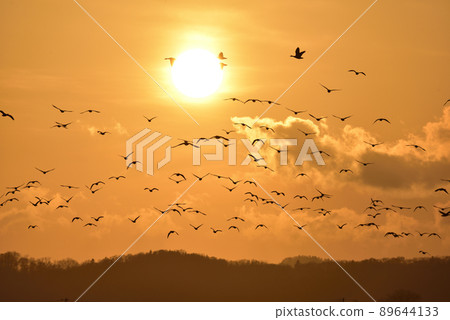Miyajimanuma sunset and a flock of white-fronted geese 89644133