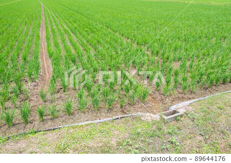 Drying in the paddy field 89644176