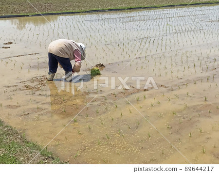 Replanting work Replanting work 89644217