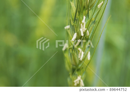 Wheat ears with pollen-filled anthers / Gramineae Wheat ears with pollen-filled anthers / Gramineae 89644752