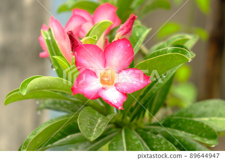Beautiful pink Adenium obesum is also known as the Desert Rose. It is blooming and there are drops of water on the flowers after rain in garden, horizontal view. 89644947