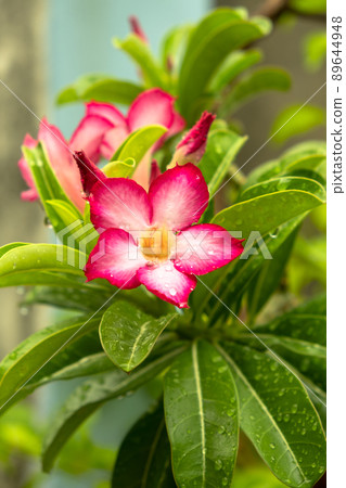 Beautiful pink Adenium obesum is also known as the Desert Rose. It is blooming and there are drops of water on the flowers after rain in garden, vertical view. 89644948